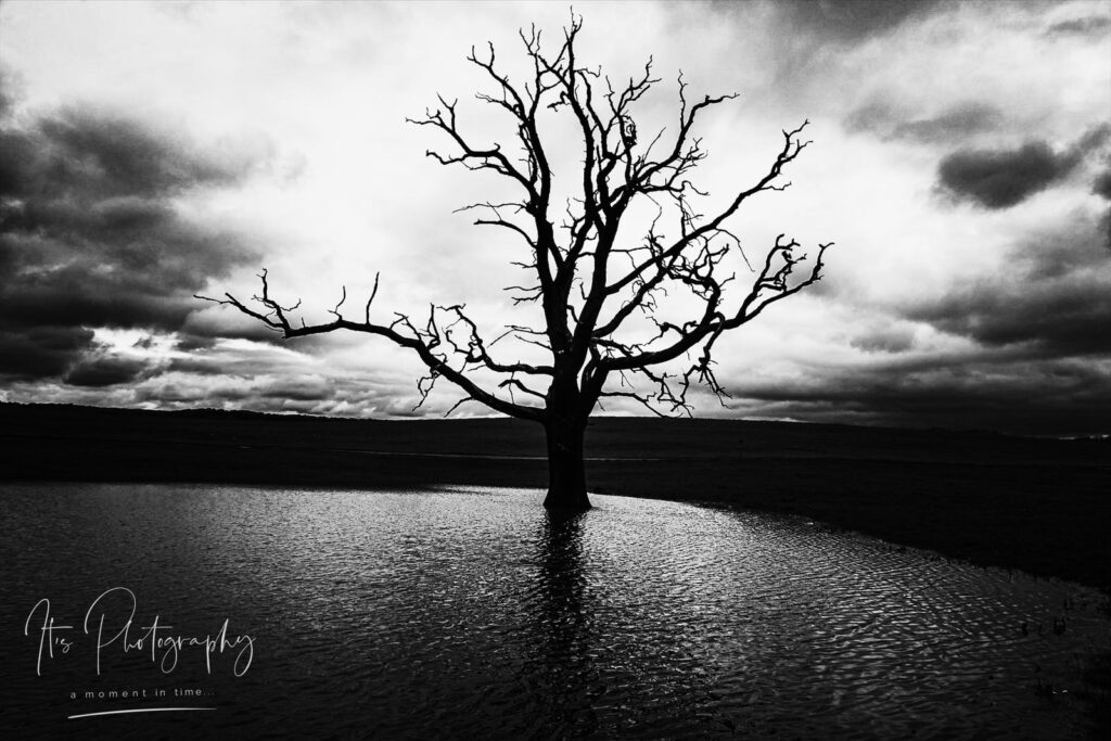 Old Tree - Launde Abbey