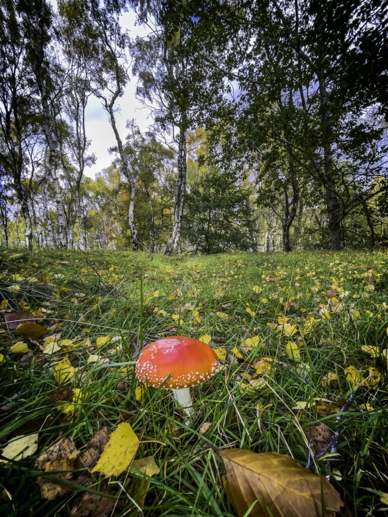 Toadstool in Bolehill Wood