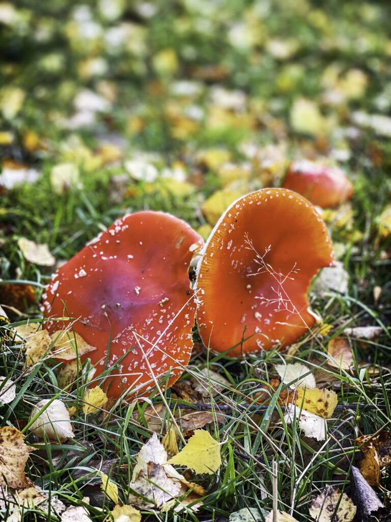 Toppled Toadstools in Bolehill Wood